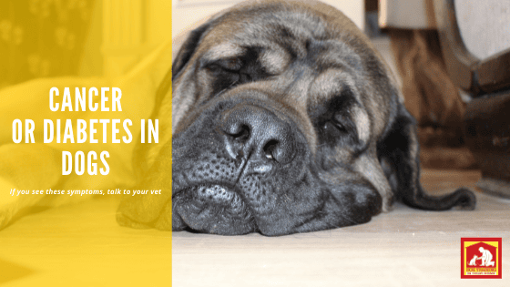 Symptoms of cancer and diabetes in dogs | Dog Training In Your Home Myrtle Beach